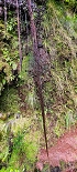 Plants: image 52 Of 208 Thumb